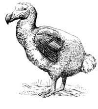 Додо Птица Фото Википедия