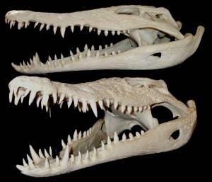 Crocodylus niloticus 2.jpg
