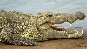 Crocodylus niloticus 1.jpg