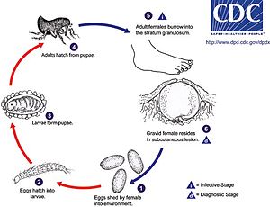 parazita jigger tünetek hogy a férgek megjelentek