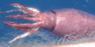 Colossal-squid.jpg