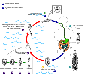 Реферат: Жизненный цикл гидротермальных систем