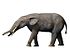 Gomphotherium NT small.jpg