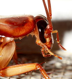 Cockroach head.jpg