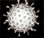 Визуальная модель ротовируса
