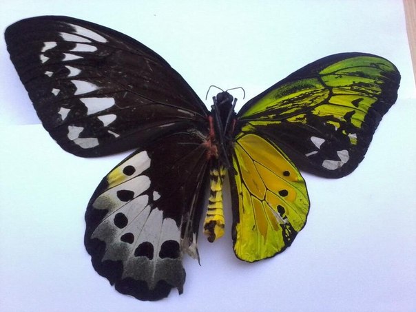 Файл:Lepidoptera 23.jpg