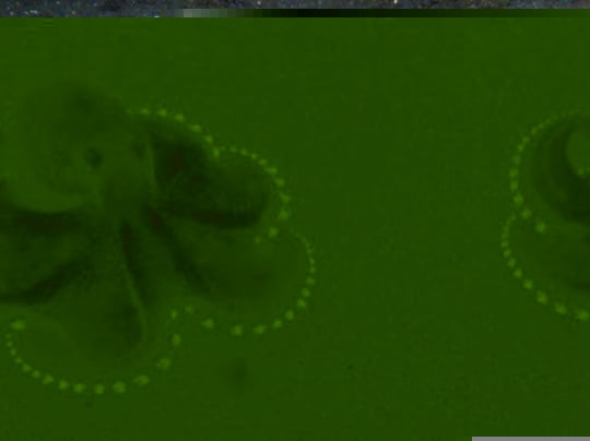 Octopoda 3.jpg