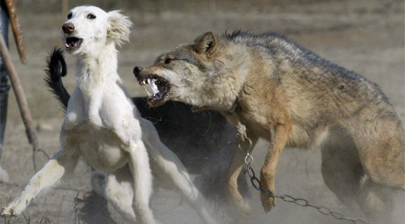 Файл:Wolf and dog-apha.jpg