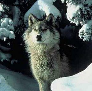 Файл:Northern Rocky Mountains wolf.jpg