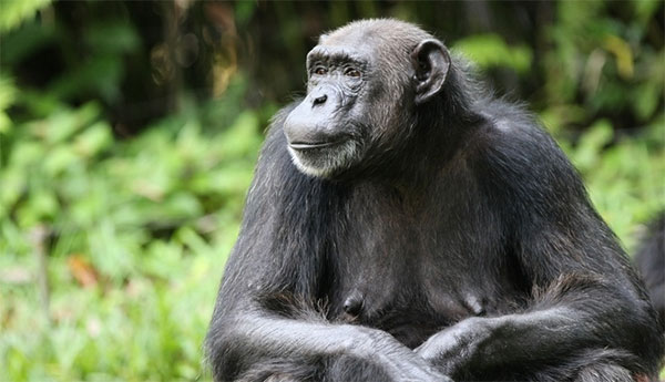 Файл:Chimpanzee female 600.jpg