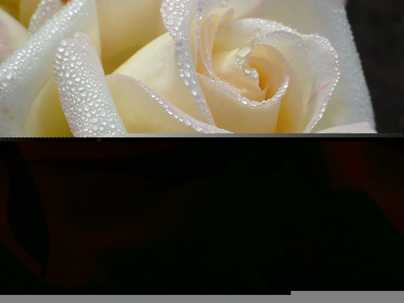 Файл:Роса на бутоне розы.jpg