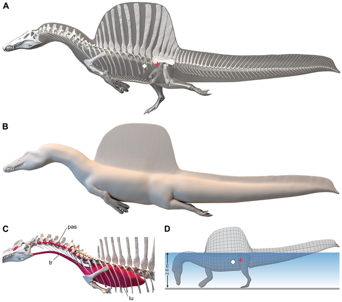 Файл:Spinosaurus is not an aquatic dinosaur 5 703.jpg