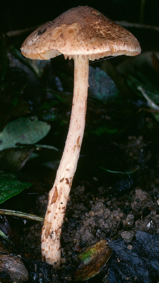 Lepiota castanea 2.jpg