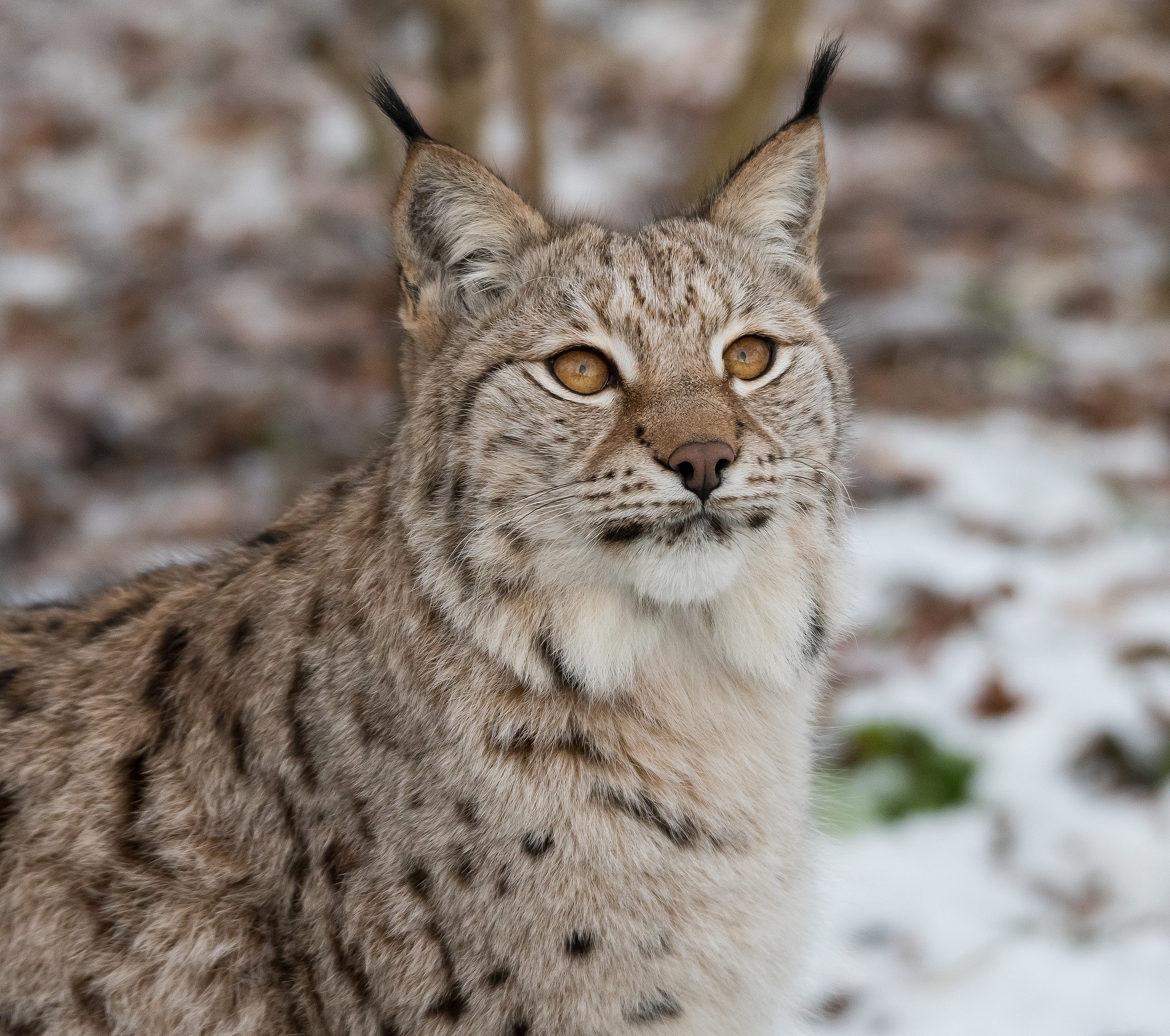 Файл:Lynx Image.jpg