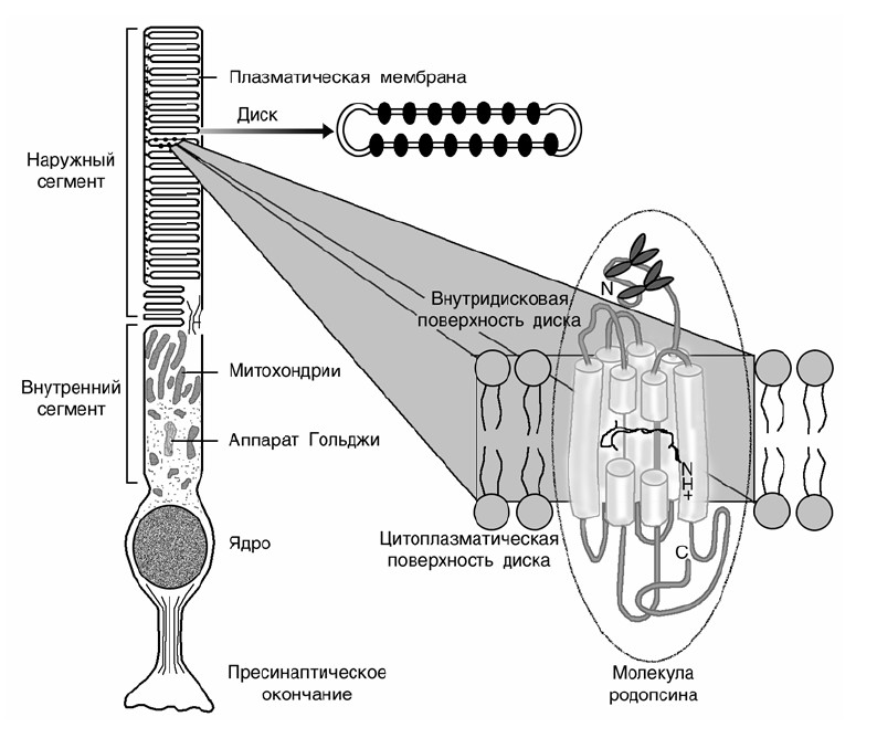 Файл:Schema palohki s moleculoy rodopsina v membrane+.jpg