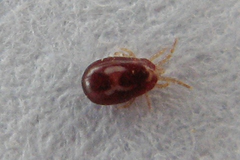 Файл:Dermanyssus gallinae mite.jpg