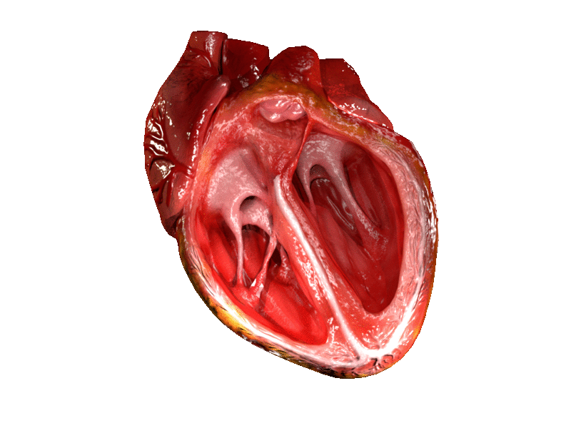Рис. 3 Сокращение камер сердца, функция клапанного аппарата в формировании однонаправленного тока крови