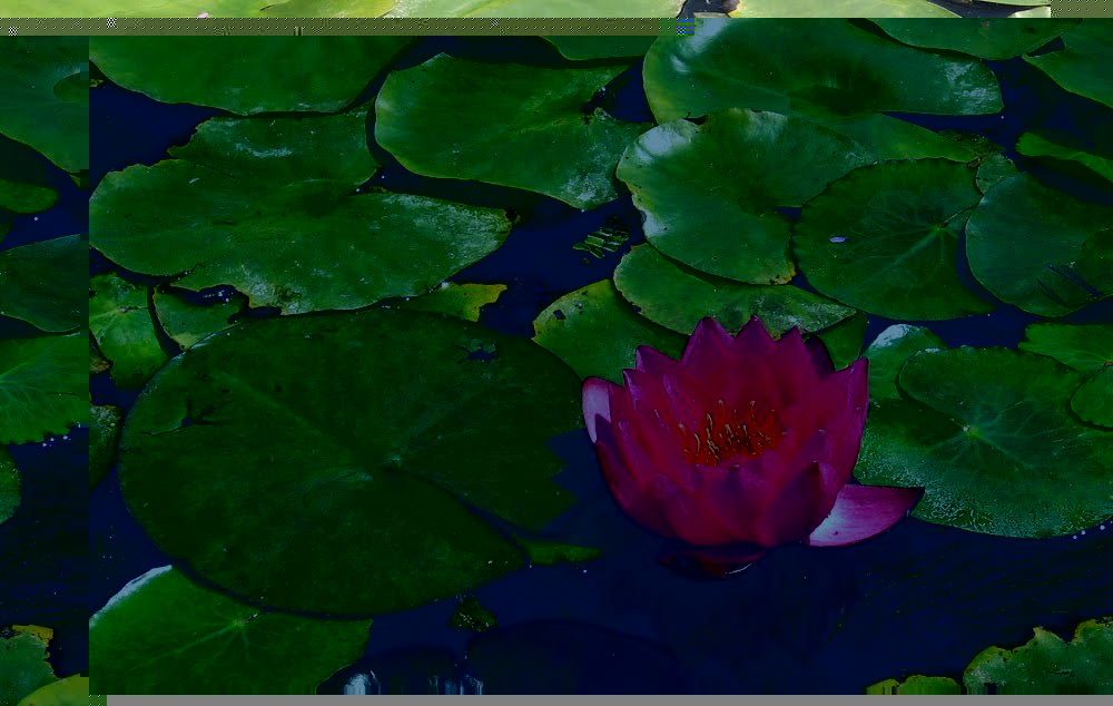 Файл:Водный цветок.jpg