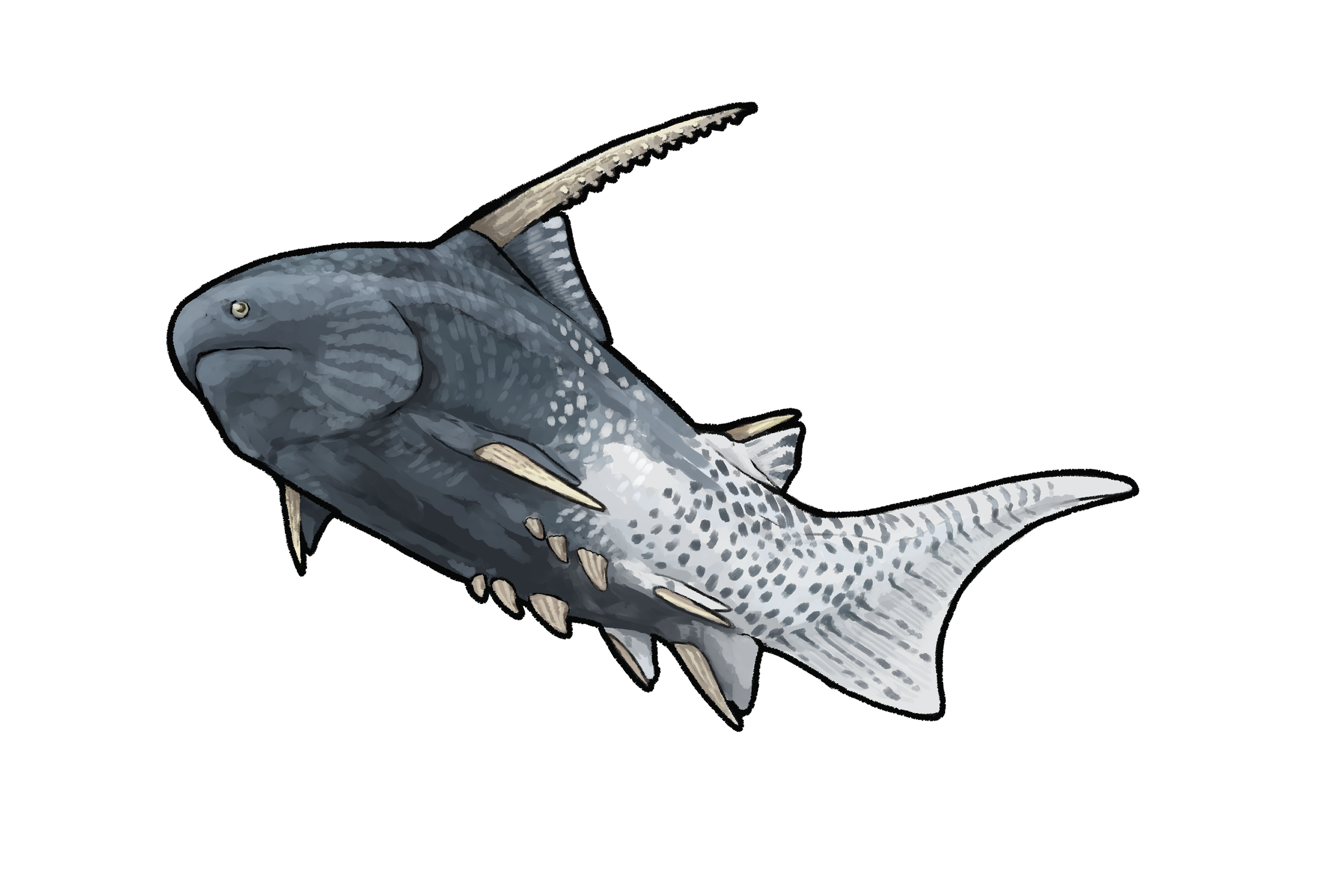 Parexus sp.png