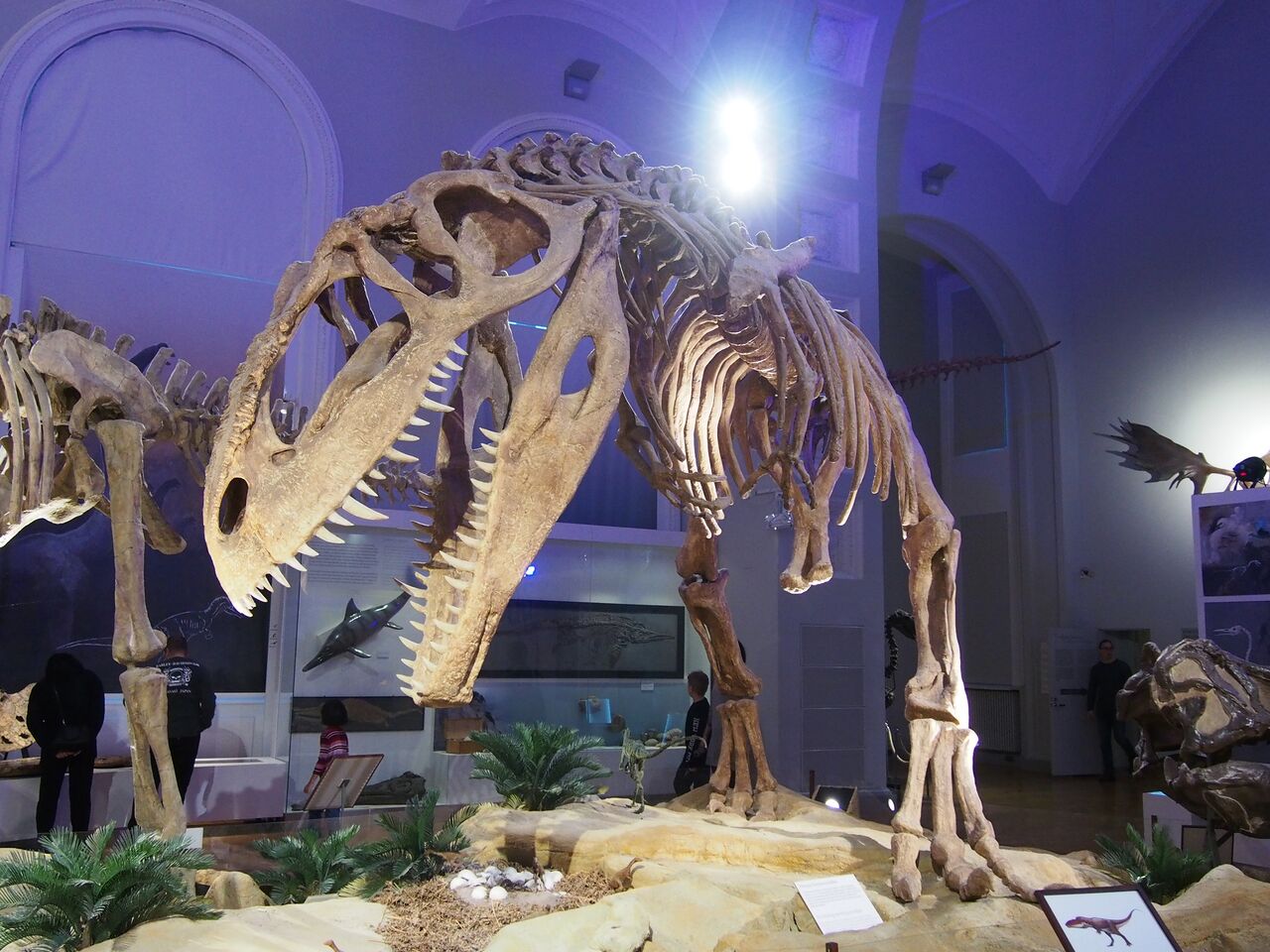 Файл:Helsinki, Luonnontieteellinen museo (Музей естествознания) скелет динозавра.jpg