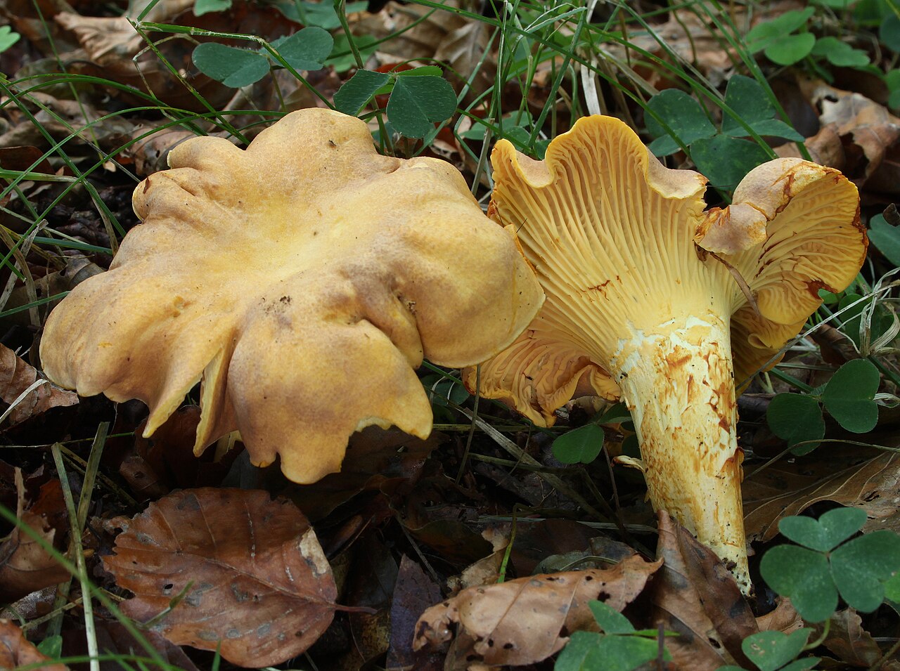 Файл:Cantharellus amethysteus 2012-09-28 2.jpg
