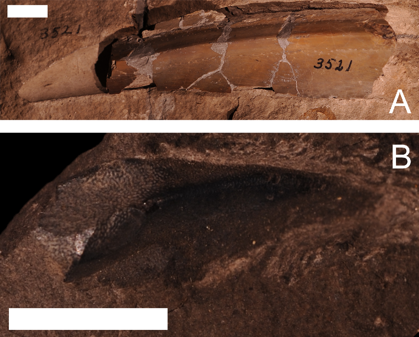 An examination of the Devonian fishes of Michigan fig-11-full.png