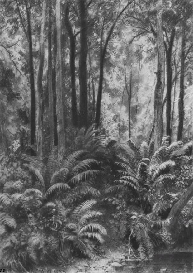 Папоротники в лесу. 1877