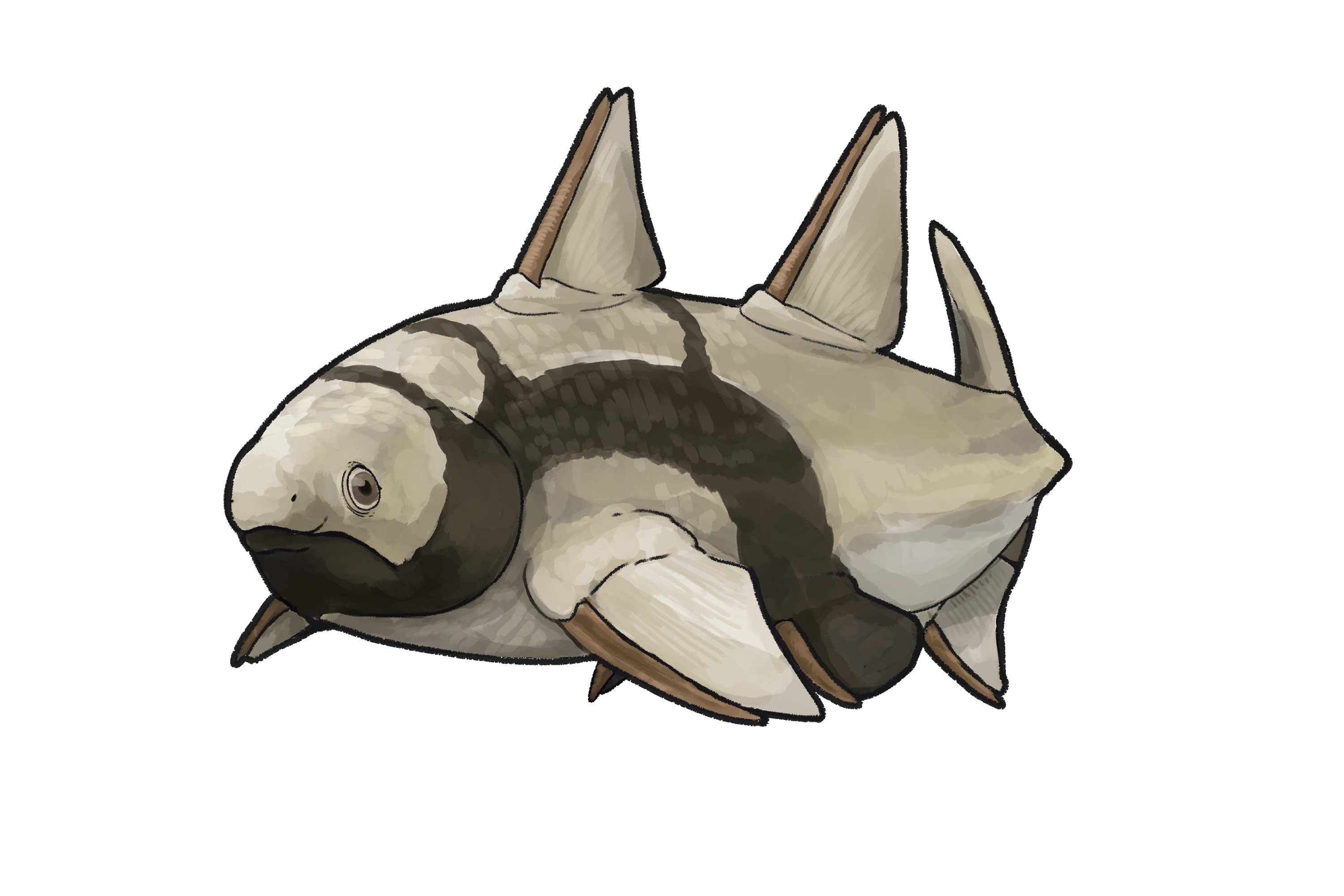 Tetanopsyrus lindoei.png