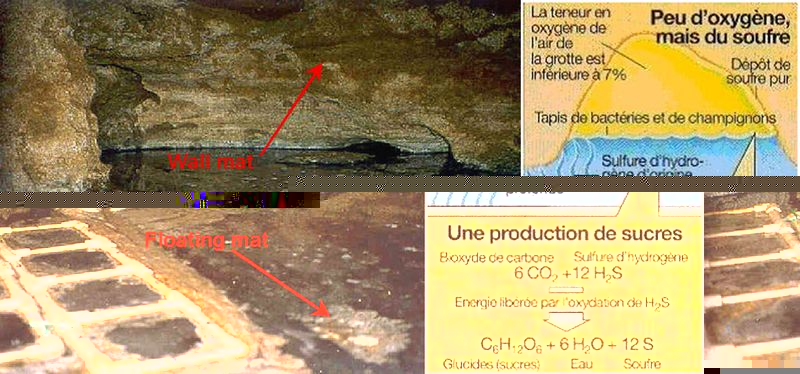 Схема биосферы пещеры Мовиле