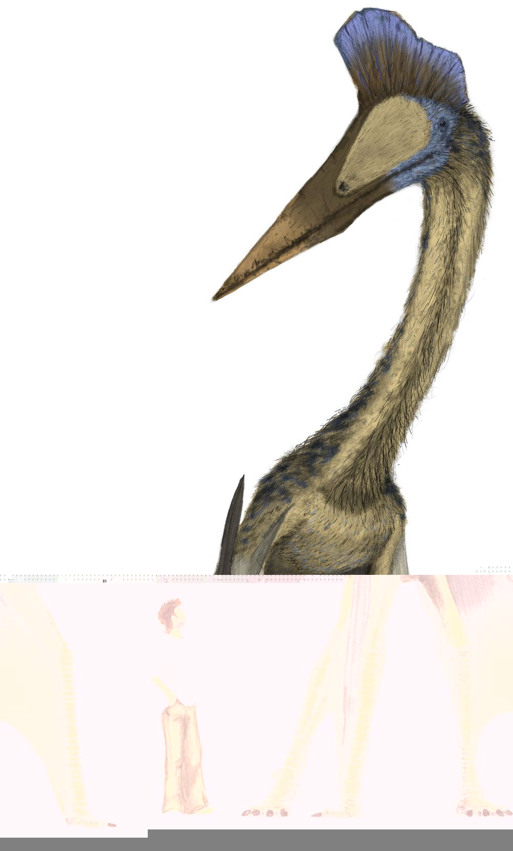 Файл:Hatzegopteryx-m-witton-12-5-20081.jpg