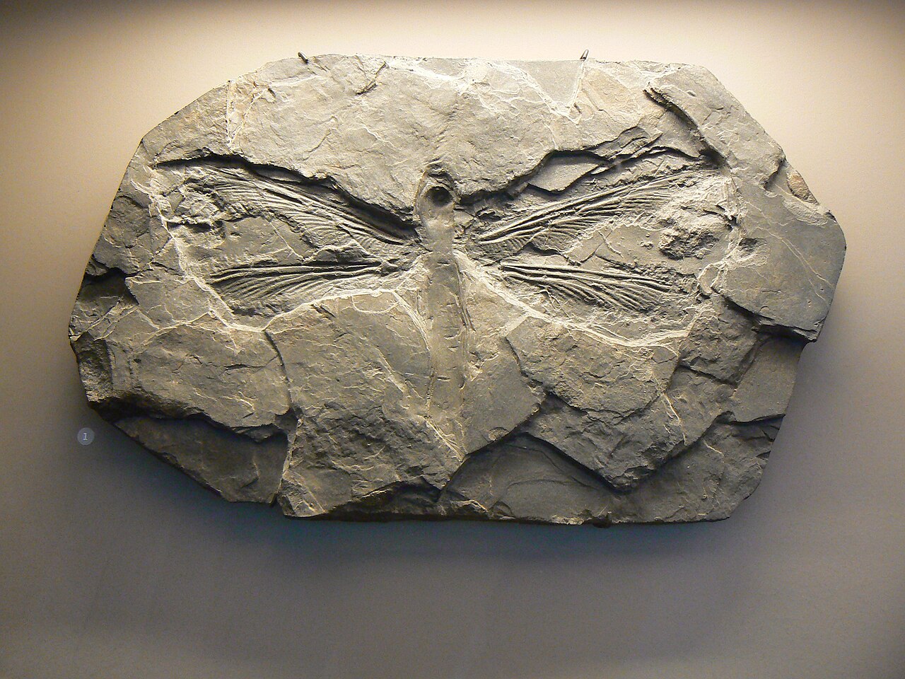 Meganeuradae 2.jpg