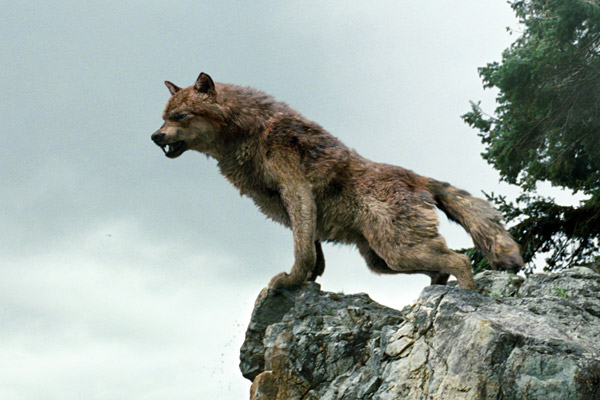 Файл:Wolf on rocks.jpg