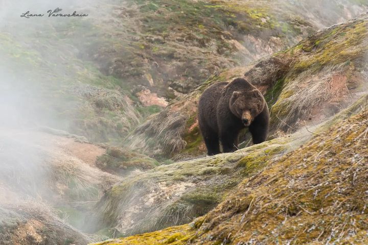 Камчатский медведь, Долина гейзеров