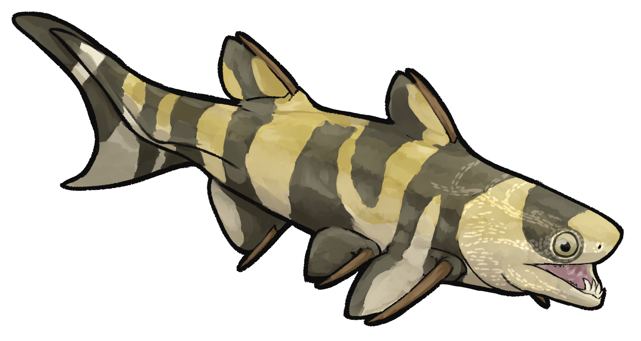 Ischnacanthus gracilis.png