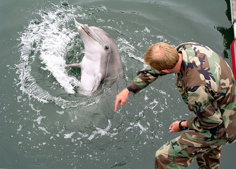 Файл:Military-trained-dolphin.jpg