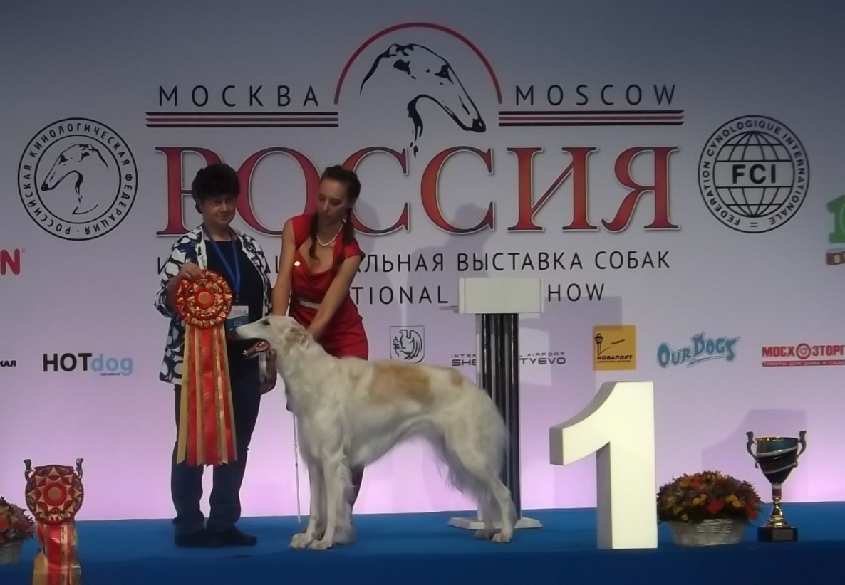 Собака-победитель выставки «Россия-2018», порода Русская псовая борзая