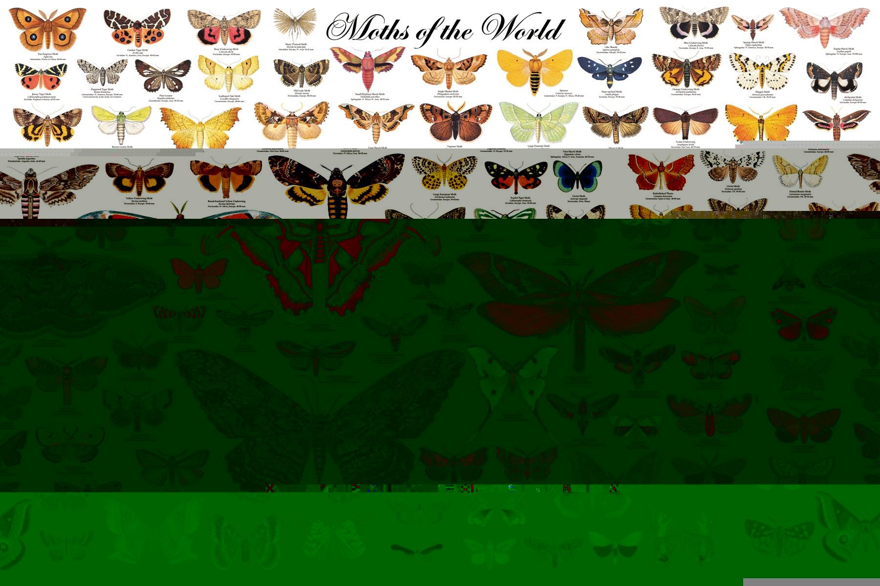 Lepidoptera 11.jpg