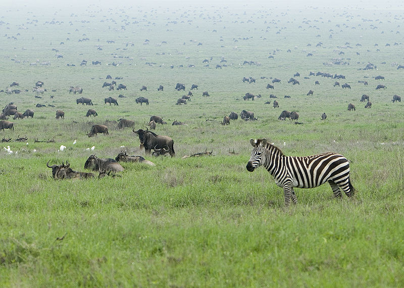 Файл:Zebra in the Serengeti Wildebeest Migration.jpg