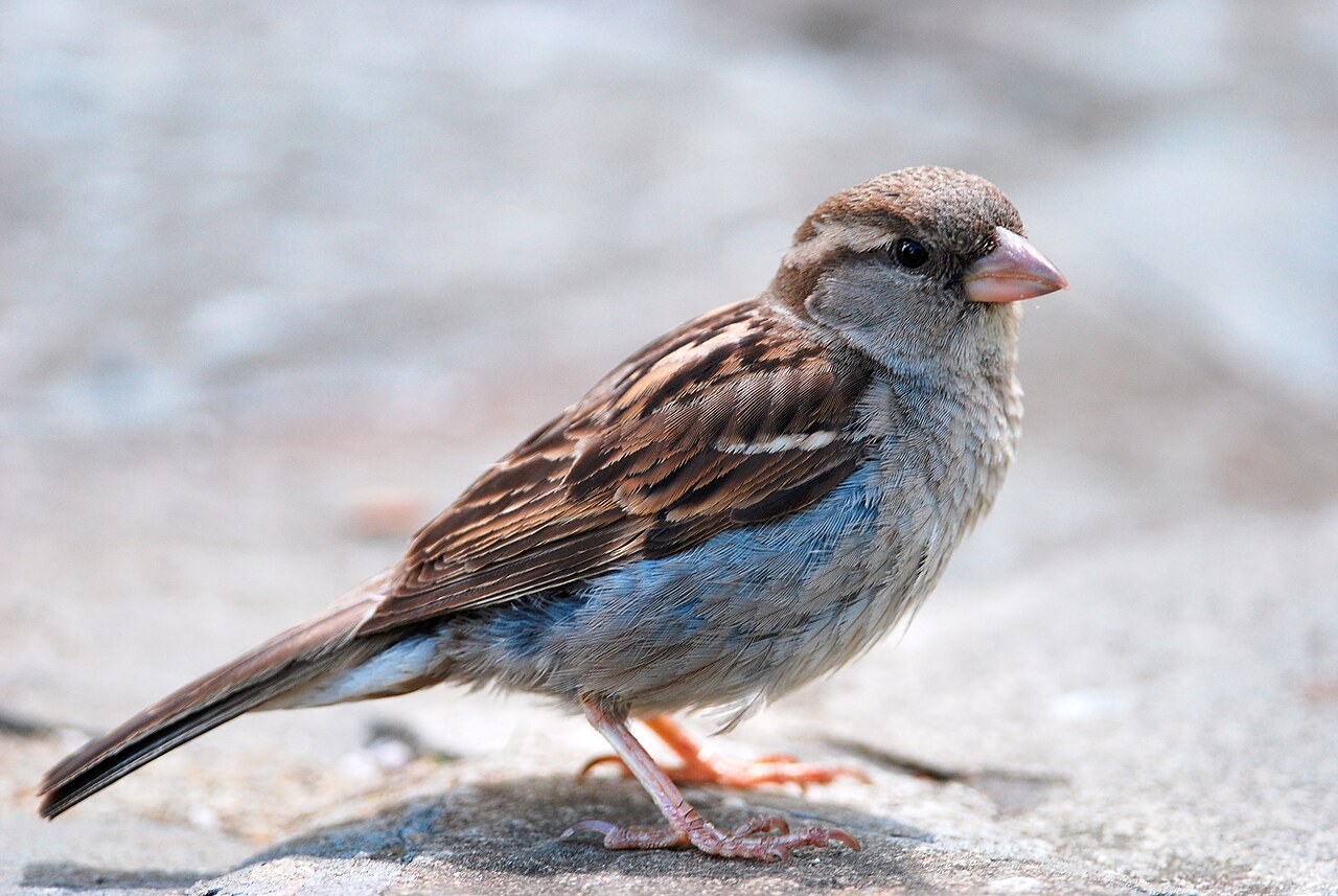 Файл:Passer domesticus - city park Launceston 2.jpg
