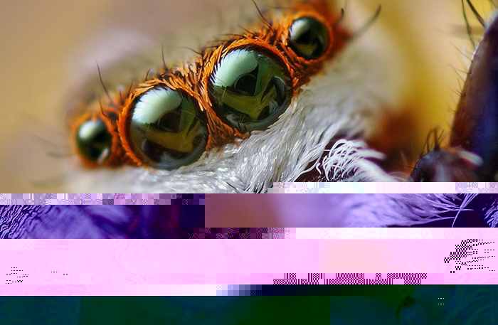 Файл:Araneae 13.jpg