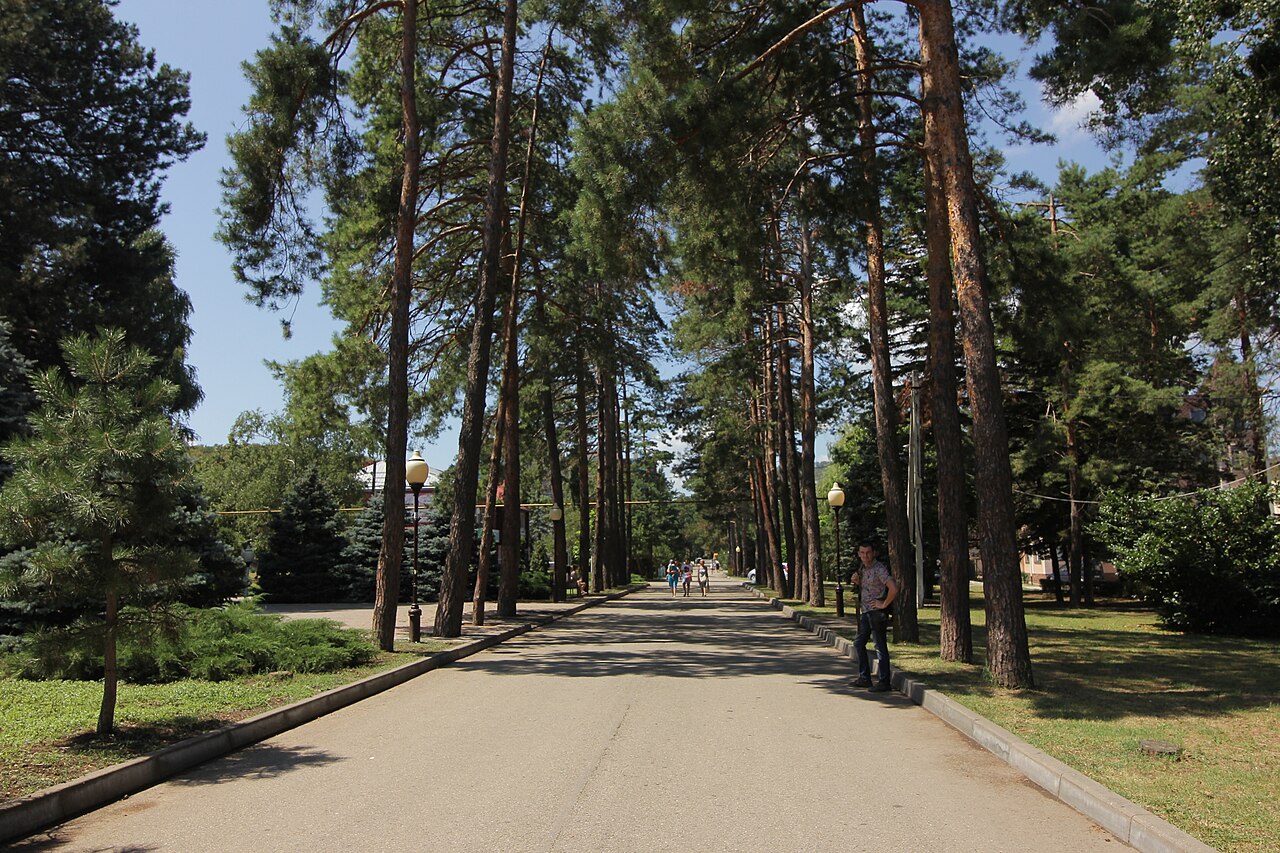 Аллея сосен