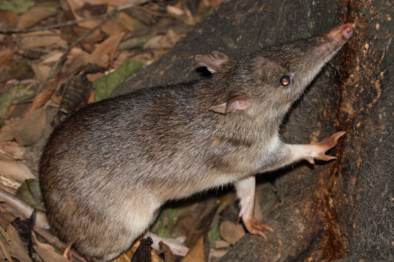 Длинные мыши. Мышь землеройка. Землеройка бурозубка. Землеройковые крысы. Крыса землеройка.