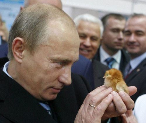 Файл:Путин и птенец.jpg