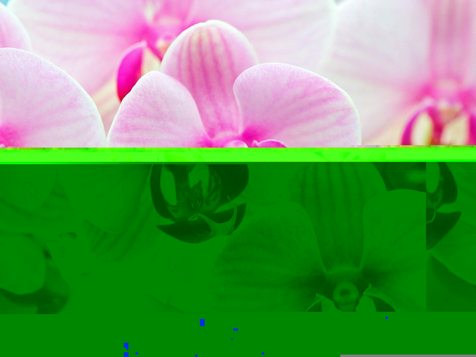 Phalaenopsis 6.jpg