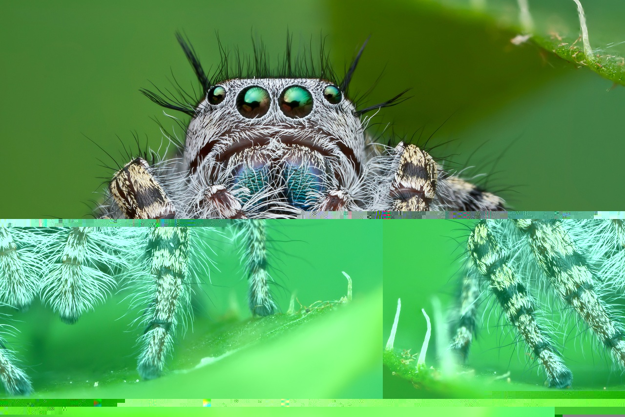 Araneae 1.jpg