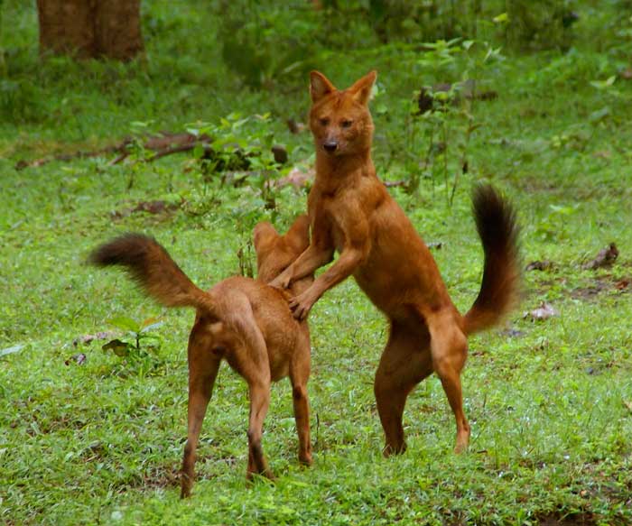 Помесь лисы и собаки фото