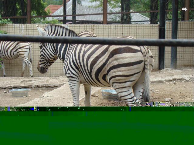 Файл:Зебра в кишинёвском зоопарке.JPG