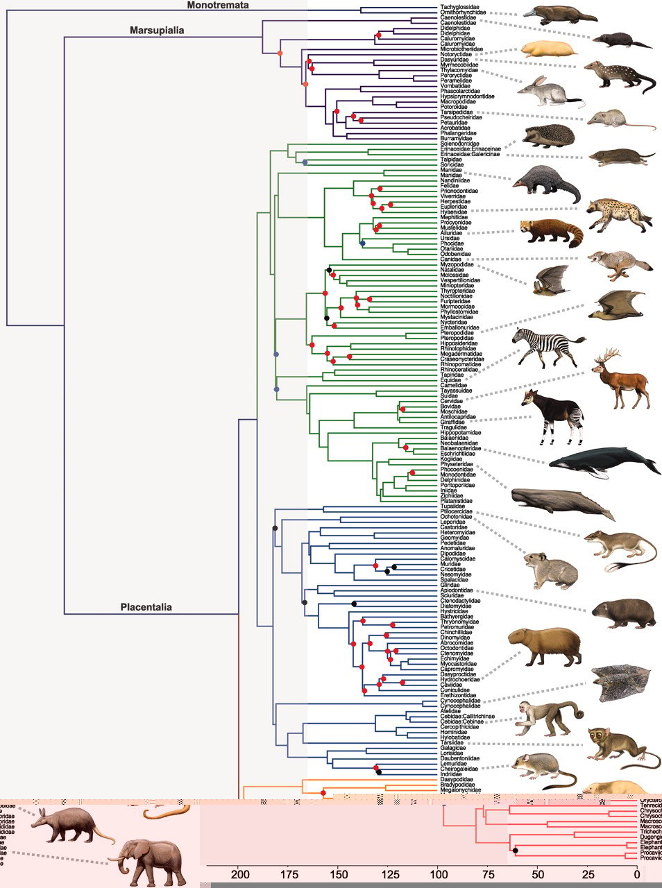 Файл:Филогенетическое дерево млекопитающих.jpg