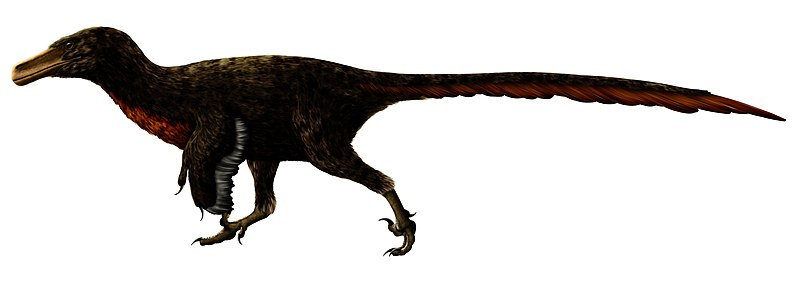 Файл:Adasaurus Restoration.jpg