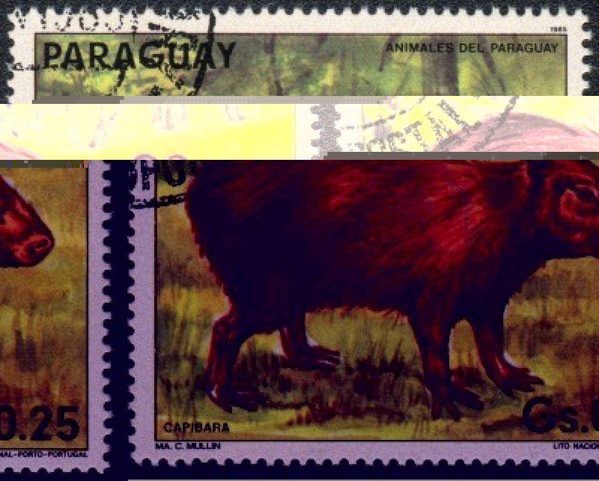Paraguay stamp capybara.jpg
